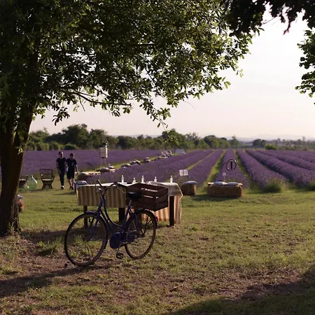 Il Molinello Asciano