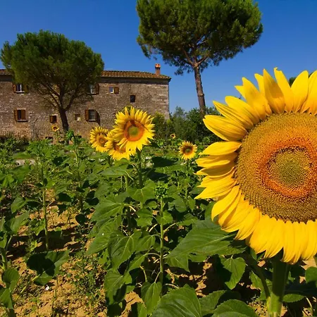 Il Molinello Asciano